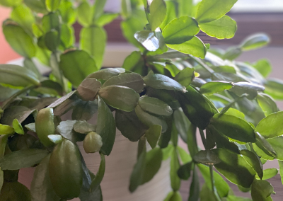 Postpartum and Newborn Care